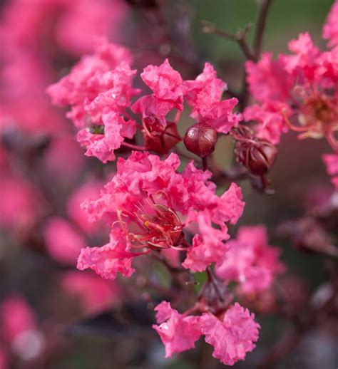 Beyond the Basics: Advanced Techniques for Pruning Twilighr Magic Crape Myrtle